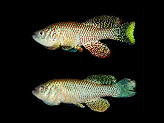 דג בוגר ודג שהזדקנותו הואטה / צילום מסך מתוך האתר - harel-lab