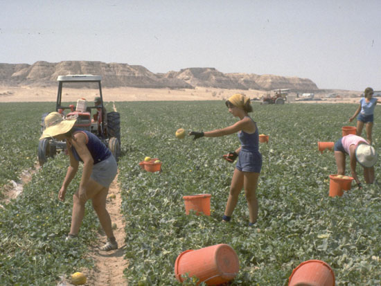 חקלאות בנגב 1980, קטיף מלונים בשדות מושב עין ורד בערבה  / צילום: לע"מ - סער יעקב