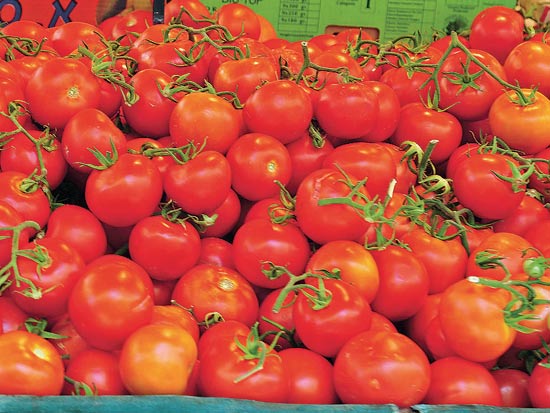 עגבניה עגבניות / צלם: תמר מצפי