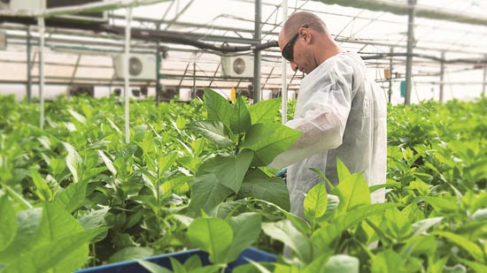 גידול טבק מהונדס גנטית בחממה / קרדיט: יח"צ גידול טבק מהונדס גנטית בחממה / קרדיט: יח"צ