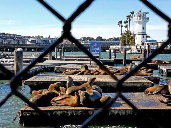 אריות ים בפיר 39 ברציף הדייגים בסן פרנסיסקו / צילום:ספיר פרץ-זילברמן 