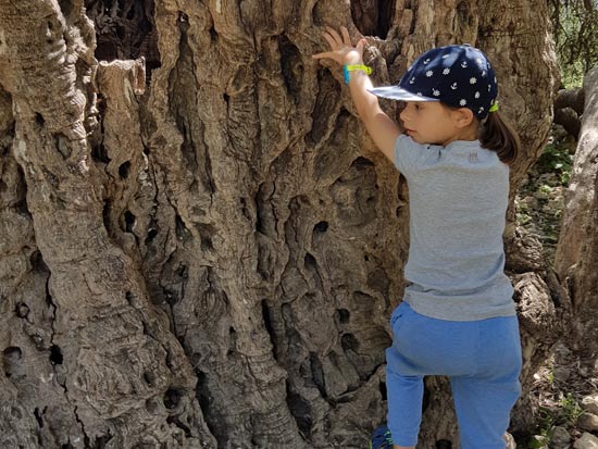 סיור אל העצים העתיקים / צילום: ספיר פרץ זילברמן