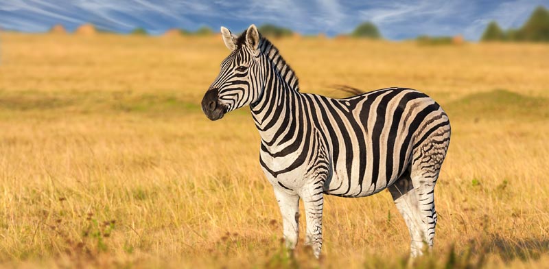 זברה/ צילום:Shutterstock/ א.ס.א.פ קרייטיב 