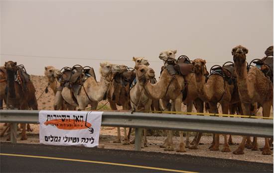 אנשי החאן העמידו שורות גמלים בצד הכביש / צילום: אורלי גנוסר