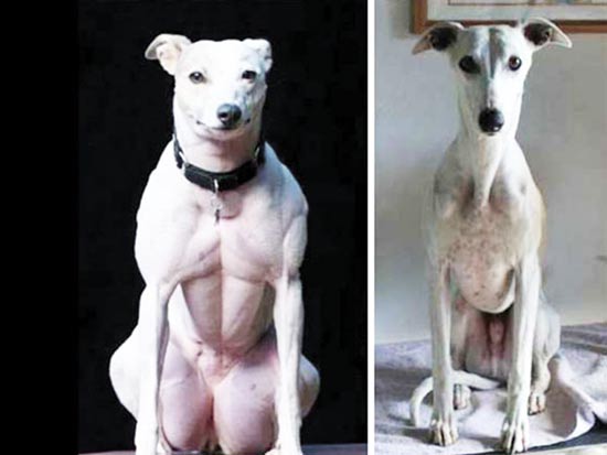 כלב שהוזרק לו חומר לשינוי גנטיקת השריר, לפני ואחרי / צילום: מתוך Journal of Molecular Cell Biology