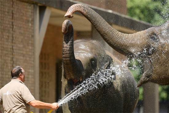 בגן החיות בברלין מנסים לצנן את הפילים בגל החום הקיצוני באירופה / צילום: REUTERS/Annegret Hilse 