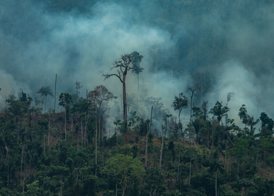 מתוך אסון יערות האמזונס / צילום: Victor Moriyama/Greenpeace