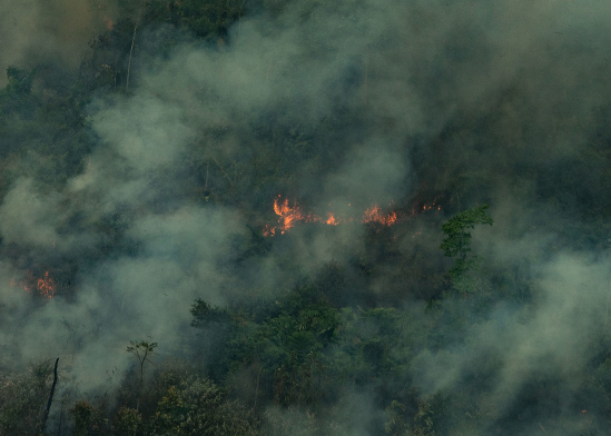 מתוך אסון יערות האמזונס / צילום: Victor Moriyama/Greenpeace
