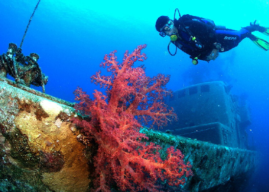 מפרץ אילת / צילום: ד"ר אילן מליסטר, המשרד להגנת הסביבה