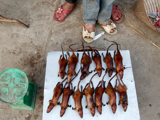 חולדות כדליקטס/ צילום: רויטרס Nguyen Huy Kham