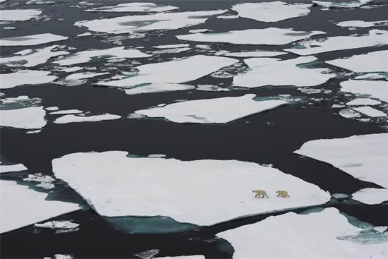 דובי קוטב באוקיינוקס הארקטי בספטמבר 2012. בשמונה השנים האחרונות הקרח נמס אף יותר / צילום: Daniel Beltr?, גרינפיס