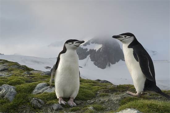 פינגוויני רצועת הסנטר באנטארקטיקה  / צילום: Christian ?slund, גרינפיס