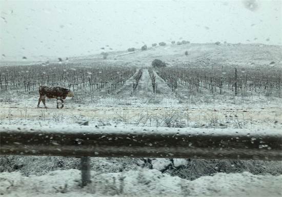 שלג בכרמים של יקב רמת הגולן / צילום: משה פשרמן, יח"צ שלג בכרמים של יקב רמת הגולן / צילום: משה פשרמן, יח"צ