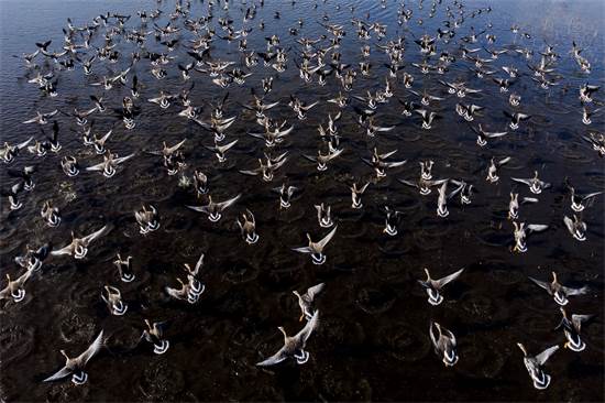 להקות אווזים בדרך להונגריה / צילום: זולט צגלדי, AP