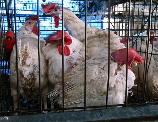 תרנגולות בלול זבל / צילום: עמותת אנימלס, יח"צ