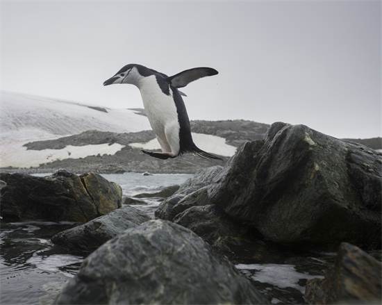 פינגווין רצועת הסנטר באנטארקטיקה / צילום: Christian ?slund, גרינפיס