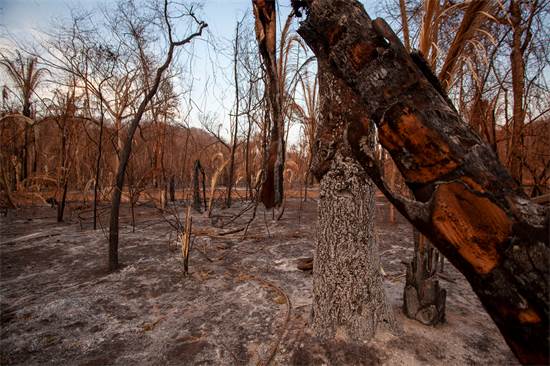 נזקי השריפות בשטחי הפנטנאל / צילום: Leandro Cagiano, גרינפיס