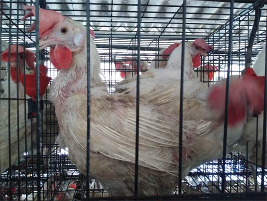 תרנגולת בלול זבל / צילום: עמותת אנימלס, יח"צ