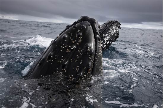 לווייתן גדול-סנפיר באנטארקטיקה. אוכלוסייתו הצטמצמה באופן ניכר בעקבות ציד אנושי, וכיום הוא נחשב למין מוגן בסכנת הכחדה / צילום: Abbie Trayler-Smith, גרינפיס