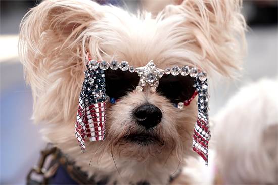 כלב, עם משקפיים חגגיות בעקבות הבחירות בארה"ב, ממתין עם בעליו לתוצאות בטיים סקוור בניו יורק / צילום: Carlo Allegri, רויטרס