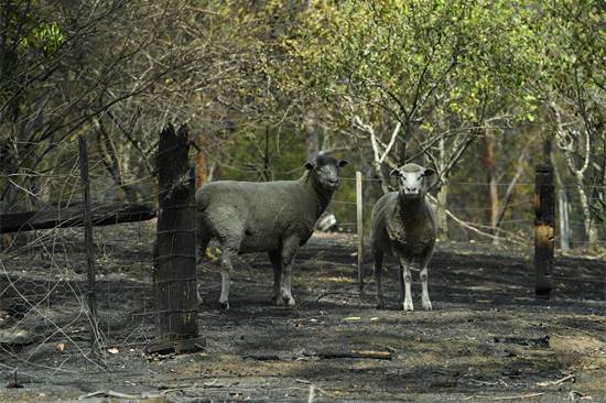 כבשים בשטח שרוף באוסטרליה / צילום: רויטרס