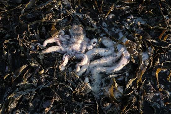 תמנונים שמתו בשל זיהום מי הים בקמט'צקה / צילום: RFE/RL