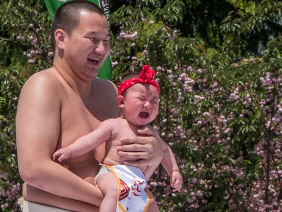 בפסטיבל שבו לוחמי סומו גורמים לתינוקות לבכות, כסגולה לאריכות ימים/ צילום: Shutterstock | א.ס.א.פ קריאייטיב