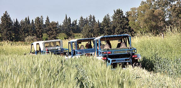 ראש פינה / צילום: אורלי גנוסר 
