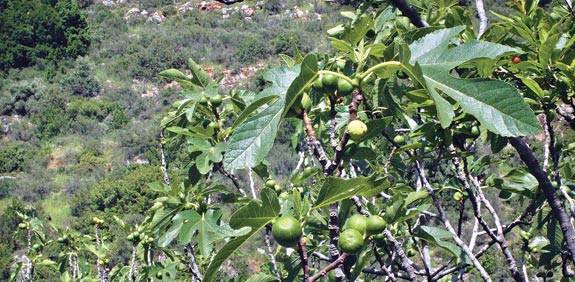 תאנה  / צילום:יותם יעקבסון חנן יששכר