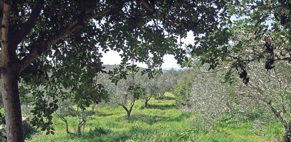 גליל מערבי  / צילום: יותם יעקבסון
