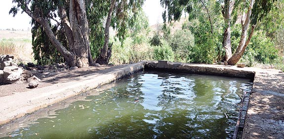 הבריכה / צילום: יותם יעקבסון