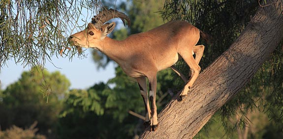 יעלים / צילום: חנן אפשטיין