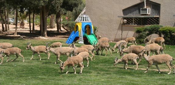 יעלים / צילום: אסף צוער רשות הטבע והגנים