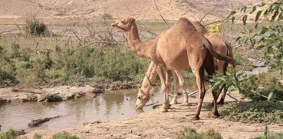 אגם ירוחם המושך בעלי חיים וציפורים / צילום: יוסי אשבול