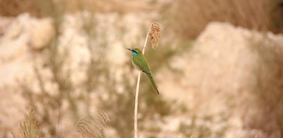 שרקרק גמדי / צילום: יוסי אשבול