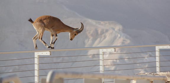 יעלים / צילום: קורניליוס נלו חברת נגב ג'יפ