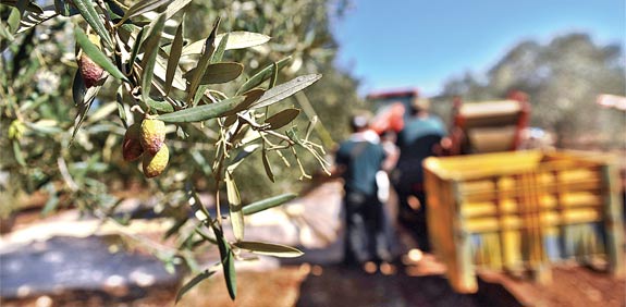 שמן זית ישראלי / צילום: בן יוסטר