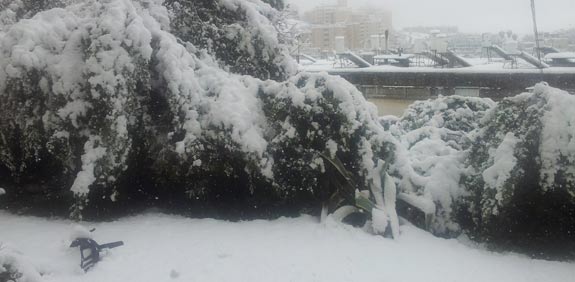 שלג בירושלים / צילום: עמירם ברקת