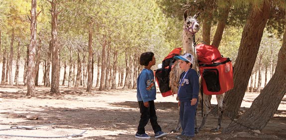 חוות האלפקות / צילום: אורלי גנוסר