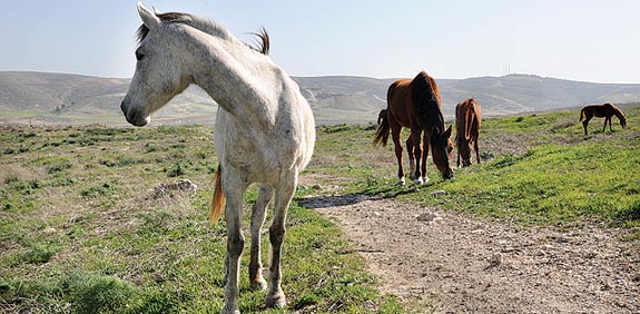 גבעות להב / צילום: יותם יעקבסון