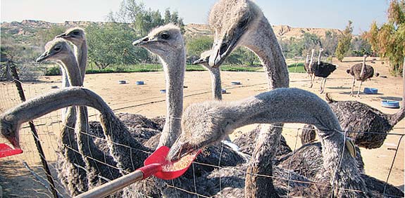יענים בחוות אל היען / צילום: יוליה פריליק ניב