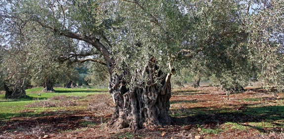 מסיק זיתים / צילום: אורלי גנוסר