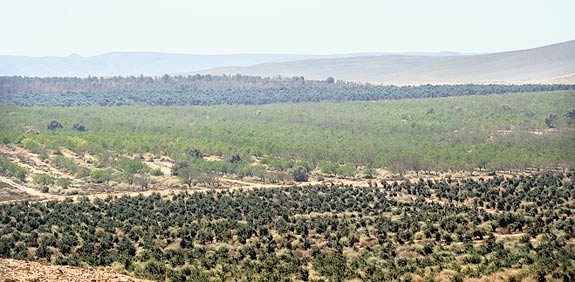 שטחי המטעים של שמעון אהרוניאן / צילום: איל יצהר