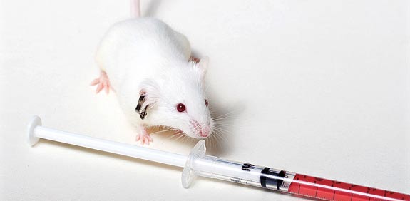 עכבר מעבדה / צילום: thinkstock