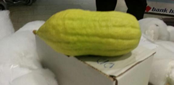 אתרוגים מוברחים / צילום: מכס נתב"ג