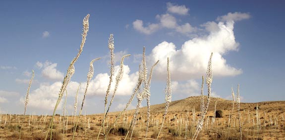 שרביטי חצבים / צילום: גלי הר טוב
