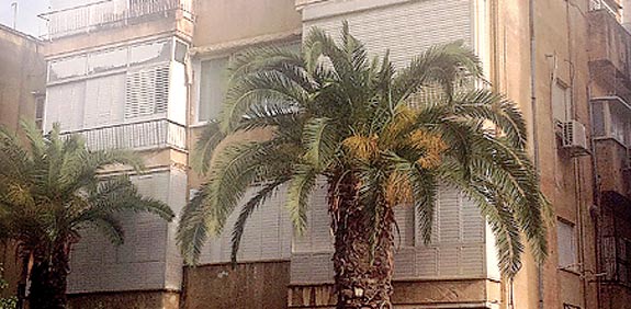 דירה בתל אביב ברחוב לסקוב / צילום: עומרי גל