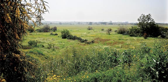 שכונת אגמים באשקלון/ צילום: איל יצהר