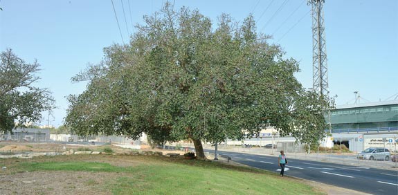 חולון  המתחם המדובר / צילום: תמר מצפי