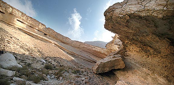 פרסת דרוך / צילום: יותם יעקבסון